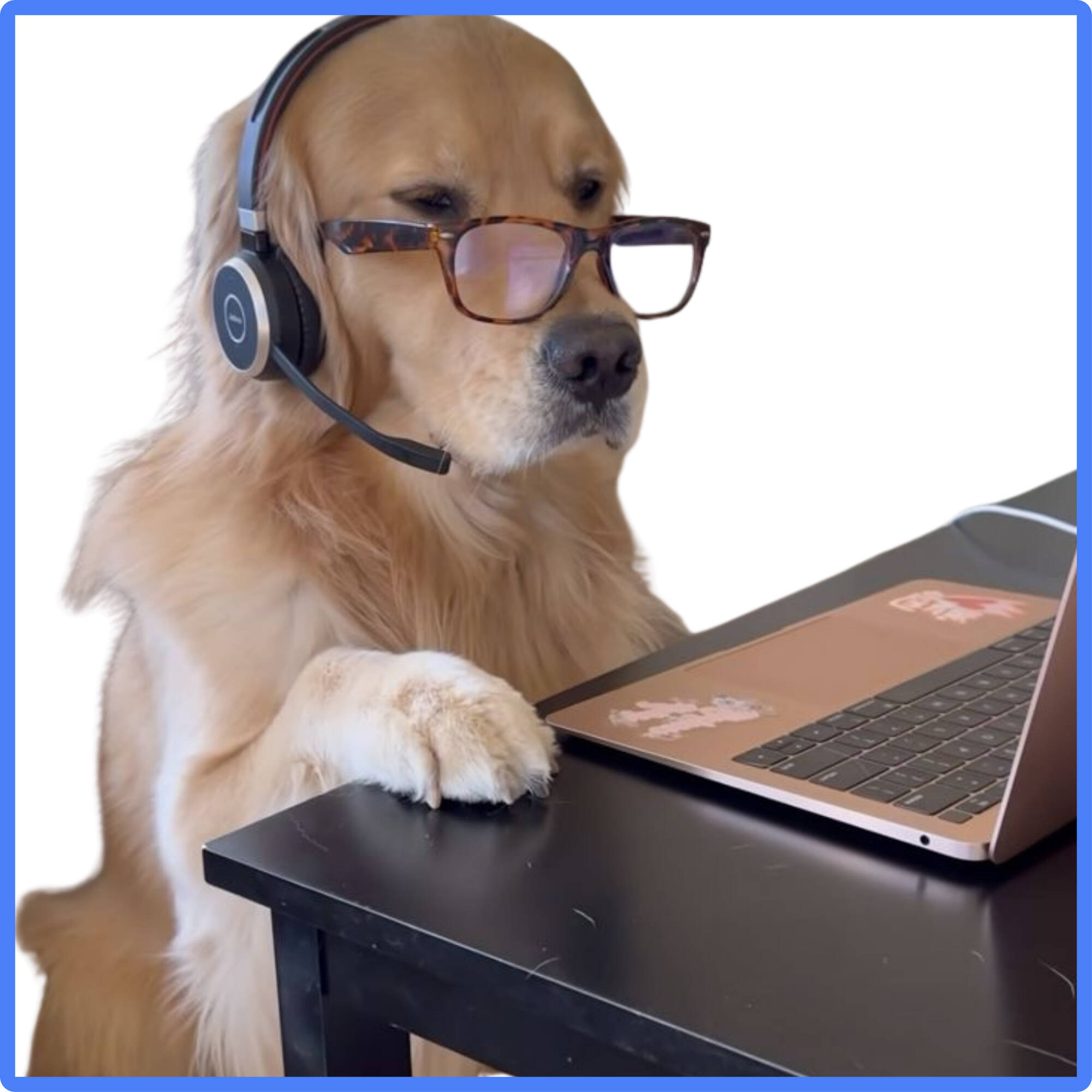 Golden Retreiver with Glasses & Call Center Headset on in Front of a Laptop